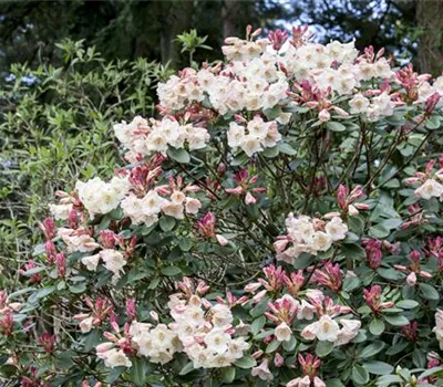 Rhododendron verjüngen