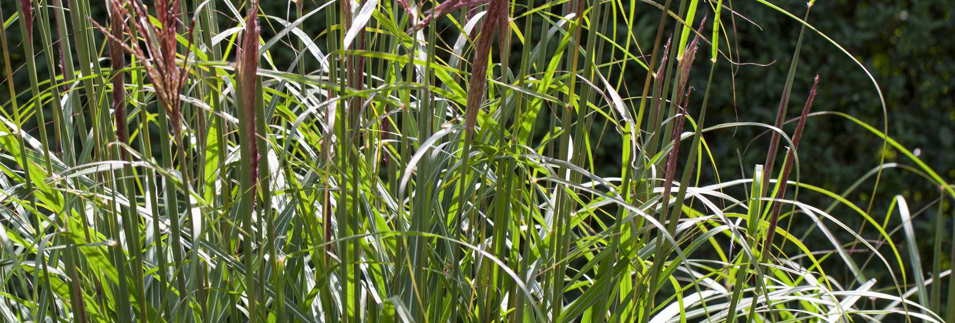 1A Garten Schmidt - Floristik- und Gärtnereibetrieb in Ebensfeld