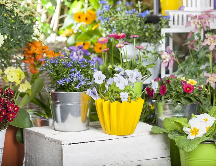 Shop 1A Garten Schmidt