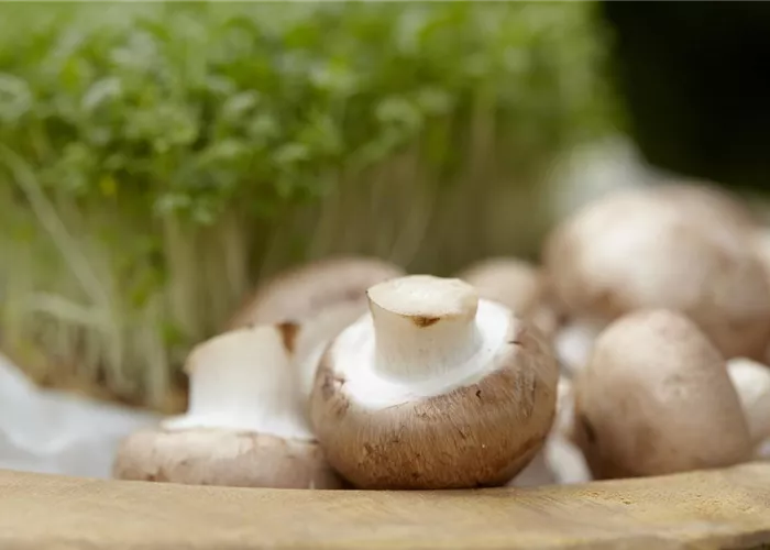 Champignons selber anbauen