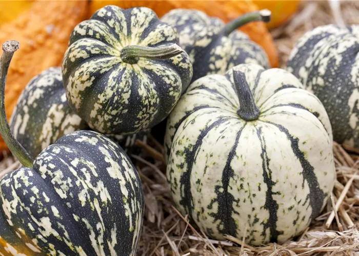 Reife Kürbisse ernten