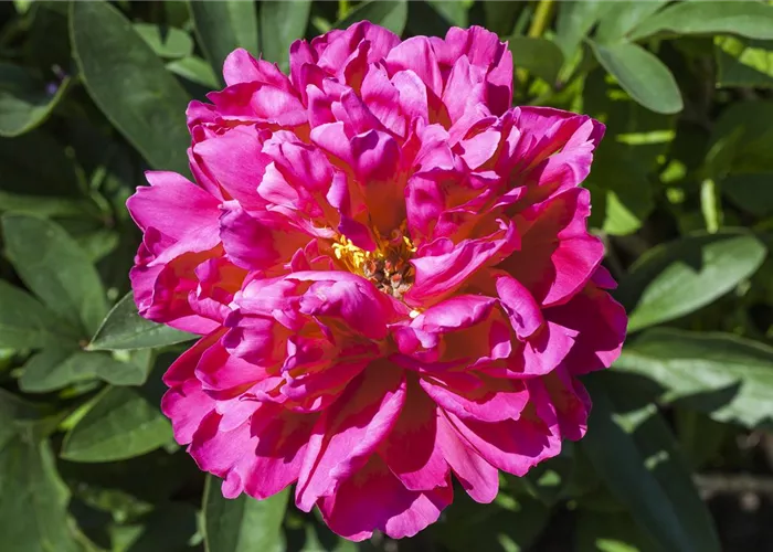 Strauch-Päonien pflanzen