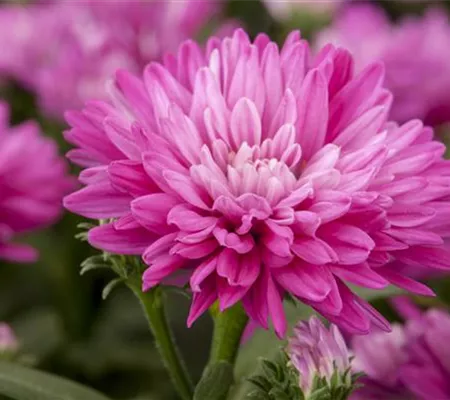 Astern – Die Stars in Ihrem Garten