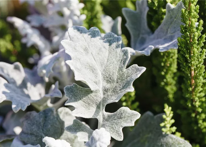 Klimazonen im Garten schaffen