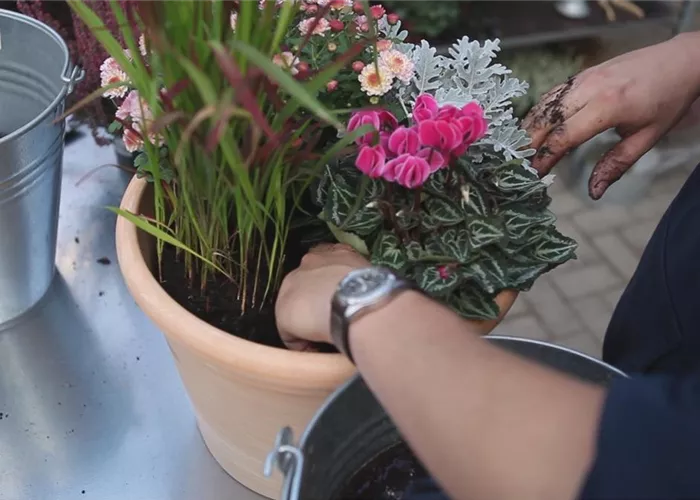 Blumenkübel - Bepflanzung für den Herbst Blumenkübel - Bepflanzung für den Herbst