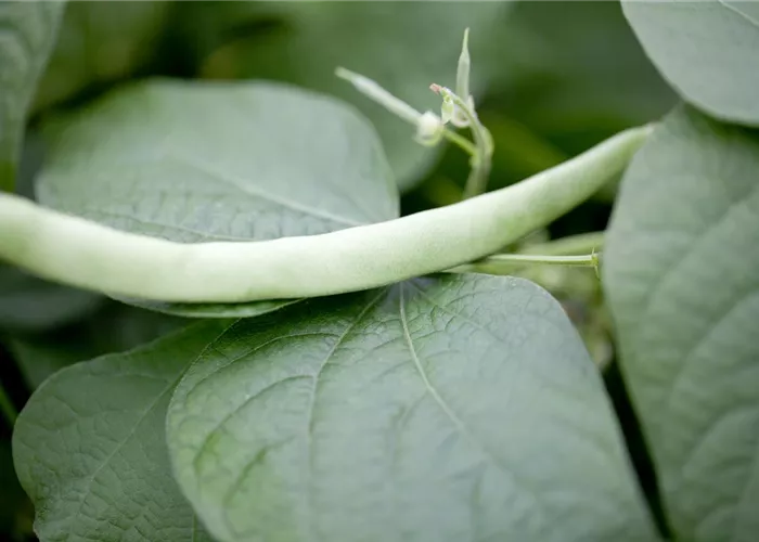 Leckere Buschbohnen im eigenen Garten säen