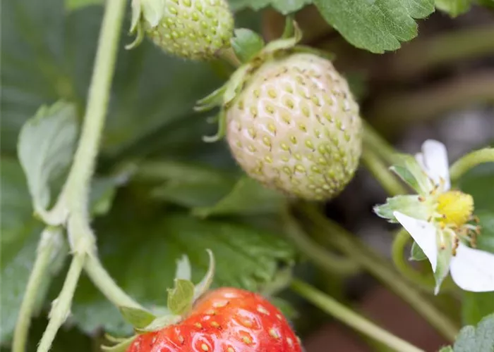 Erdbeeren schneiden