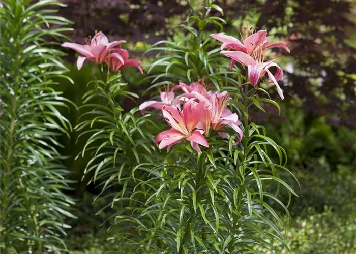 Pflanzzeit für Lilien