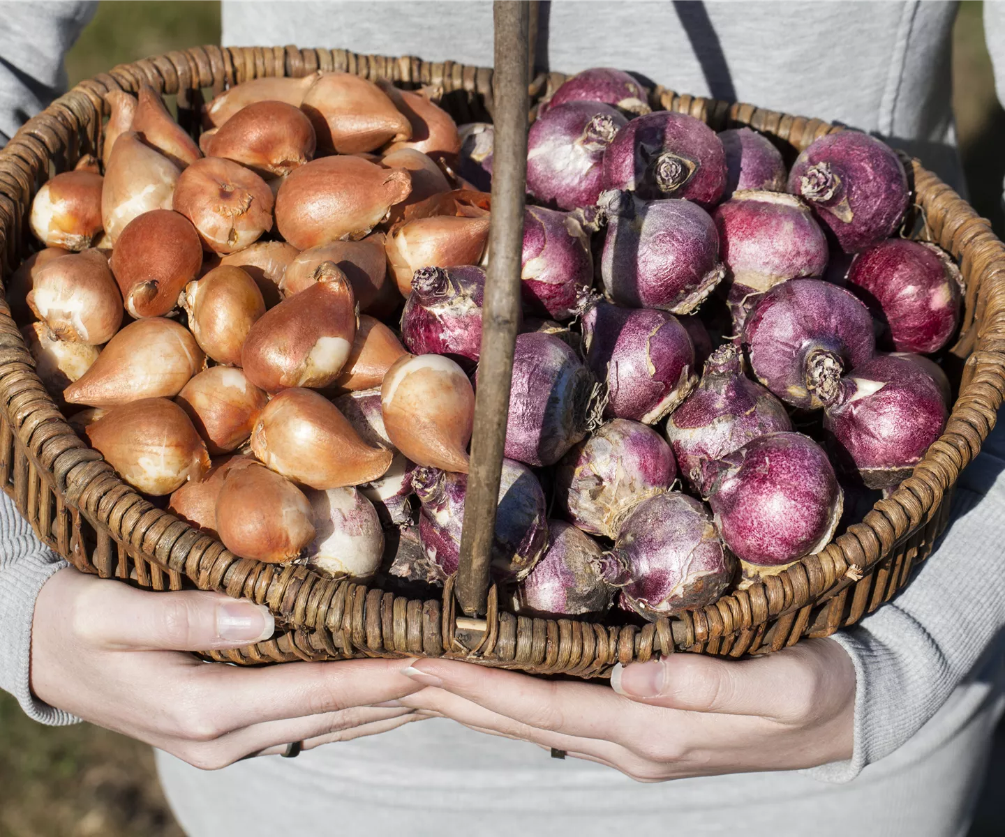 Kontrolle von eingelagerten Zwiebeln und Knollen
