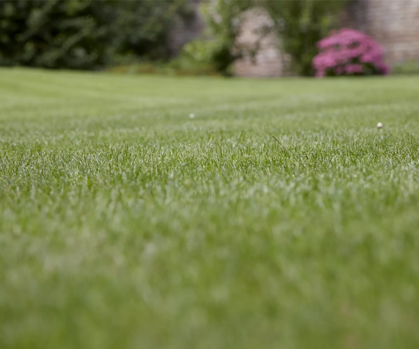 Rasen im Winter nicht betreten