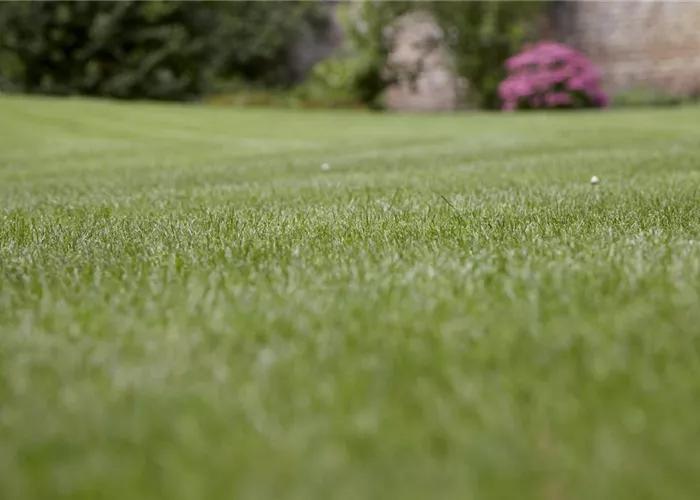 Rasen im Winter nicht betreten