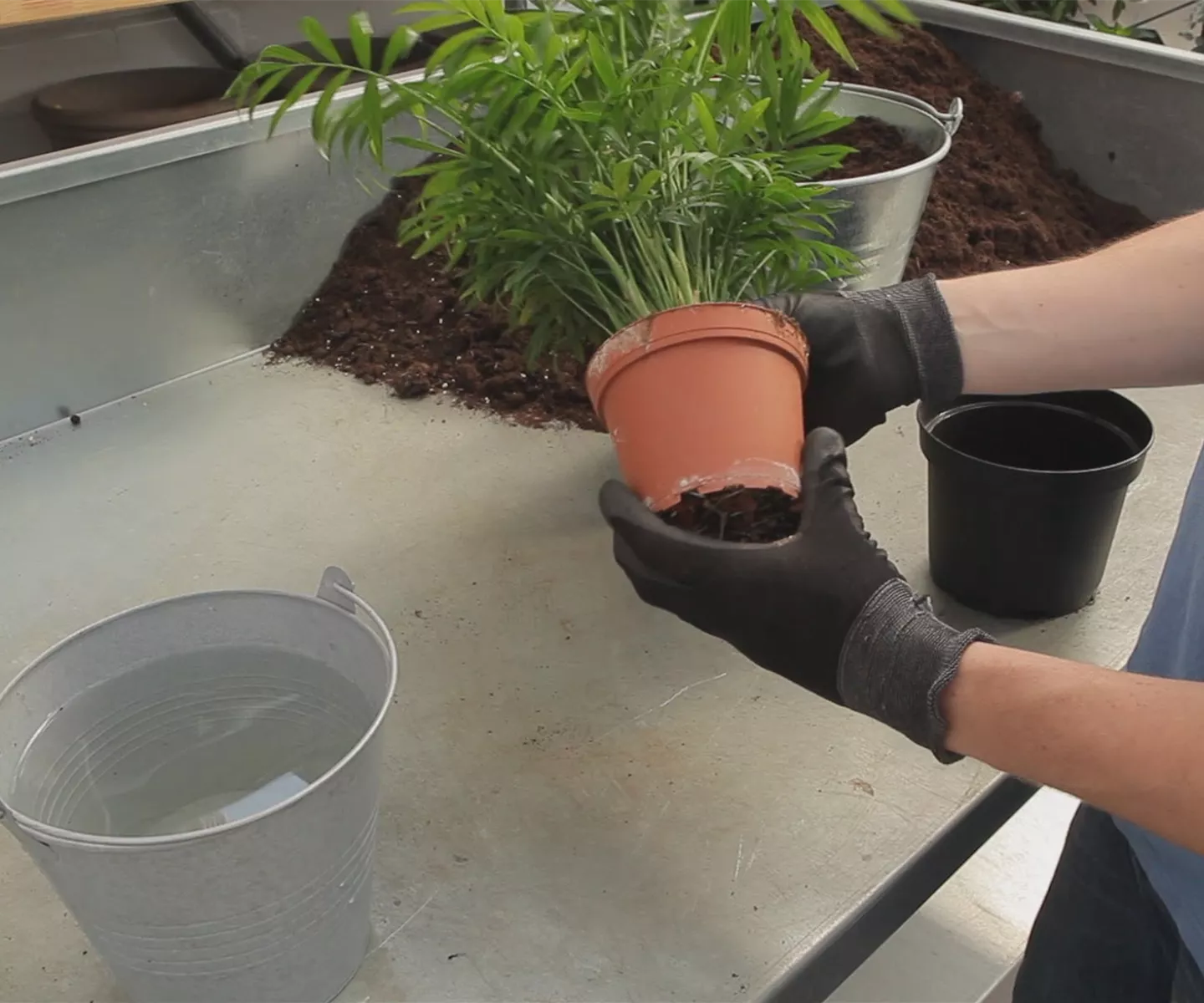 Kentia-Palme - Umtopfen