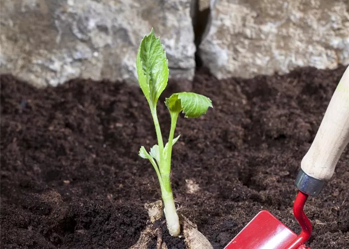 Sommerzwiebeln pflanzen