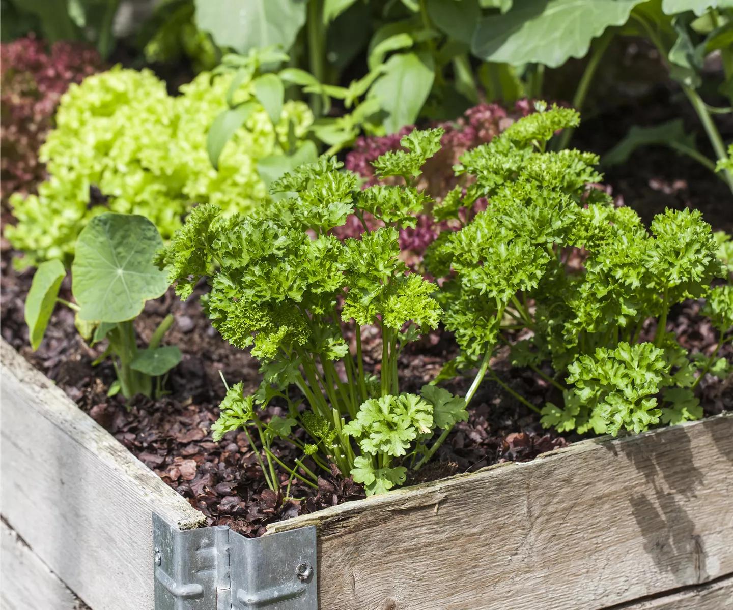 Das DIY-Hochbeet: nützlich, modern und super praktisch