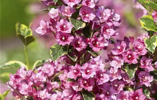 Pflegeleichte G&#228;rten