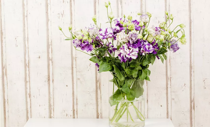 Eustoma