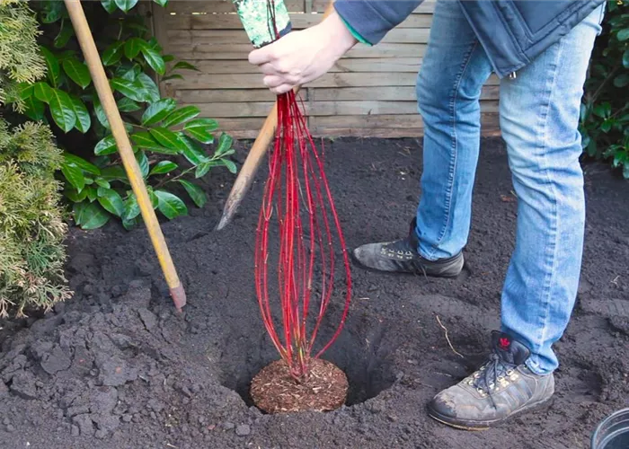 Hartriegel - Einpflanzen im Garten Hartriegel - Einpflanzen im Garten