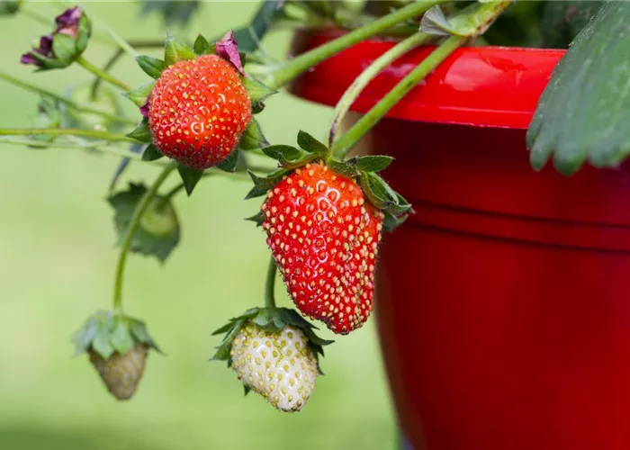 Erdbeeren im Topf ziehen