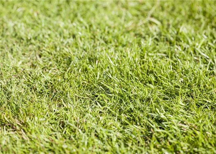 Moosbekämpfung easy going