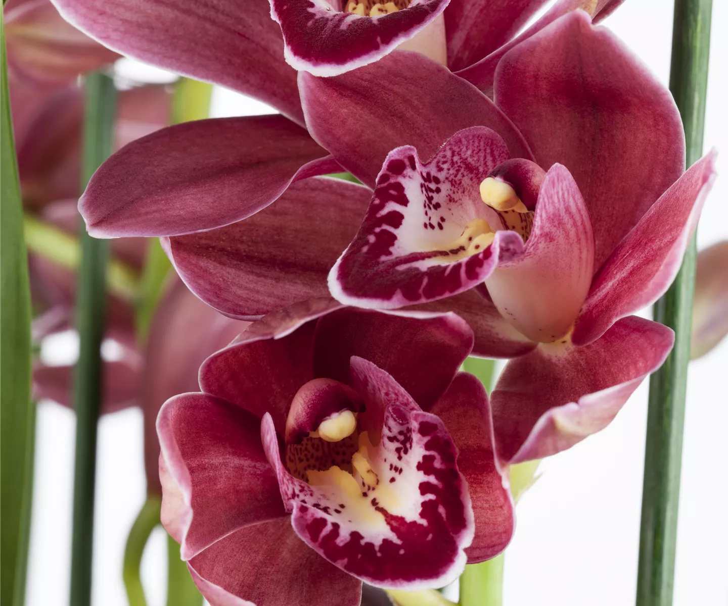 Orchideen als Schnittblume