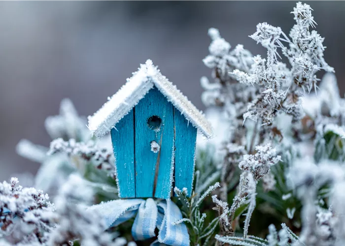 Anhaltende Schönheit: den Balkonkasten dauerhaft begrünen