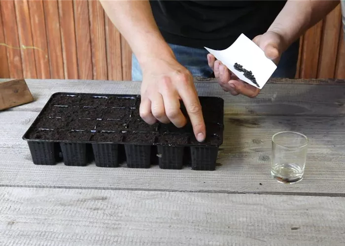 Sonnenblumen - Aussäen von Samen Sonnenblumen - Aussäen von Samen
