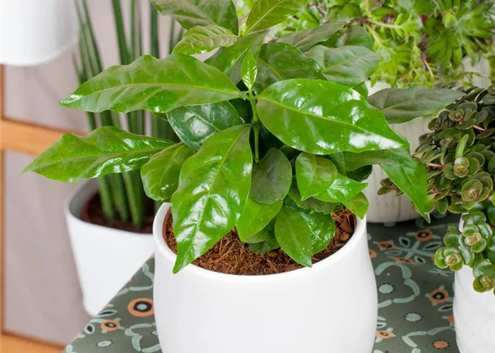 Kaffee von der eigenen Fensterbank