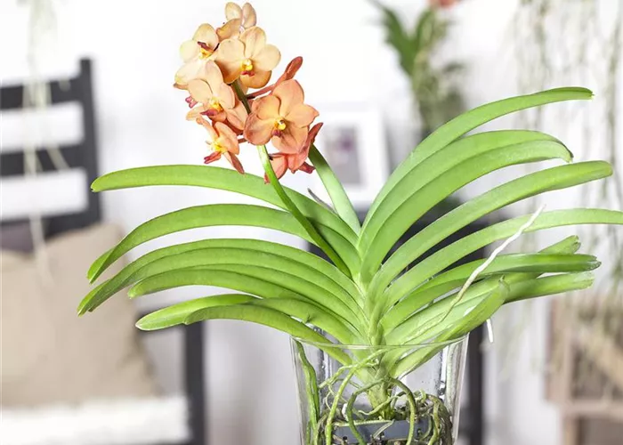 Orchideen vorsichtig gießen