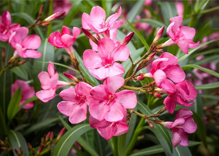 Mediterrane Pflanzen – richtige Pflege