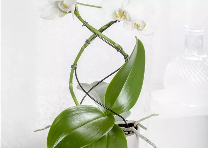 Orchideenstäbe
