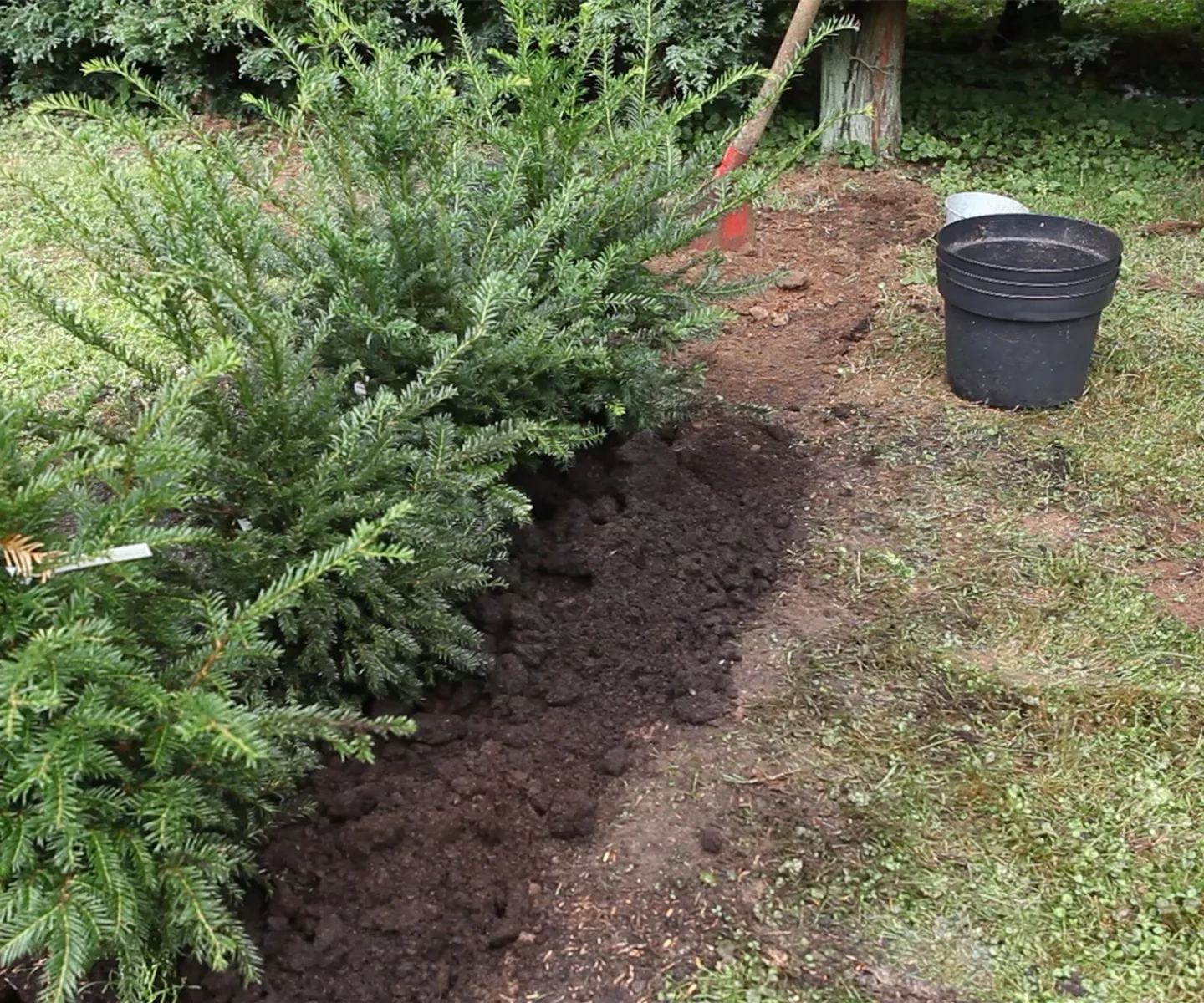 Hecke - Einpflanzen im Garten